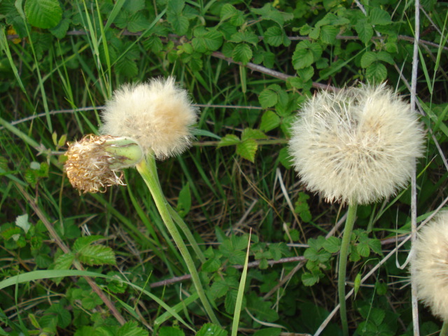 Urospermum dalechampii