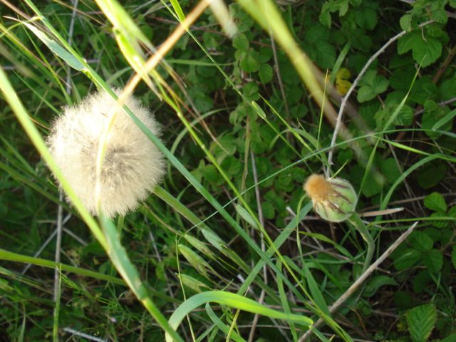 Urospermum dalechampii