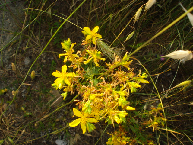 Hypericum perforatum