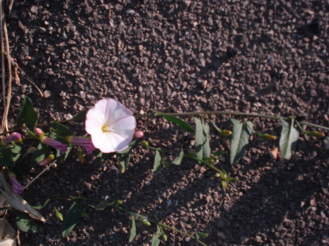 Convolvolus.arvensis