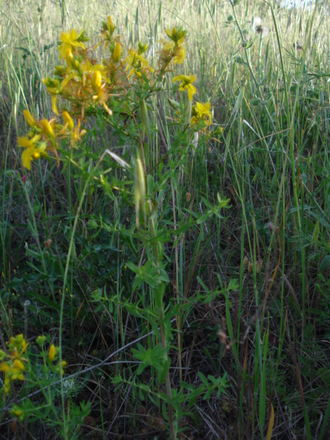 Hypericum perforatum