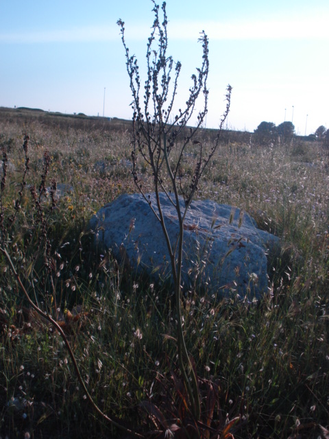 Asphodelus ramosus  in fruttificazione