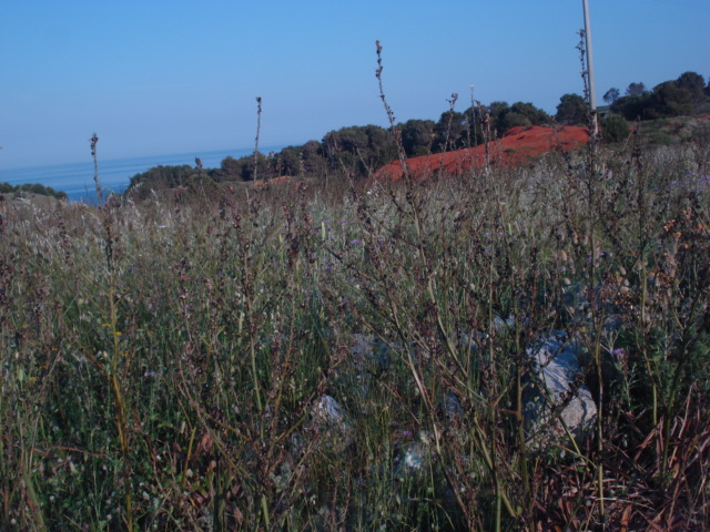 Asphodelus ramosus  in fruttificazione