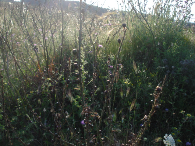 Asphodelus ramosus  in fruttificazione