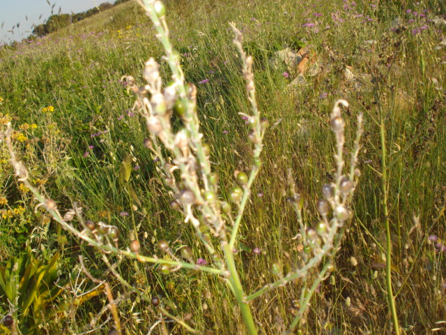 Asphodelus ramosus  in fruttificazione