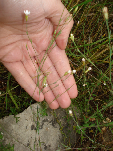 Petrorhagia saxifraga