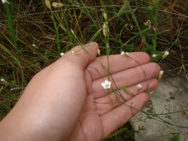 Petrorhagia saxifraga