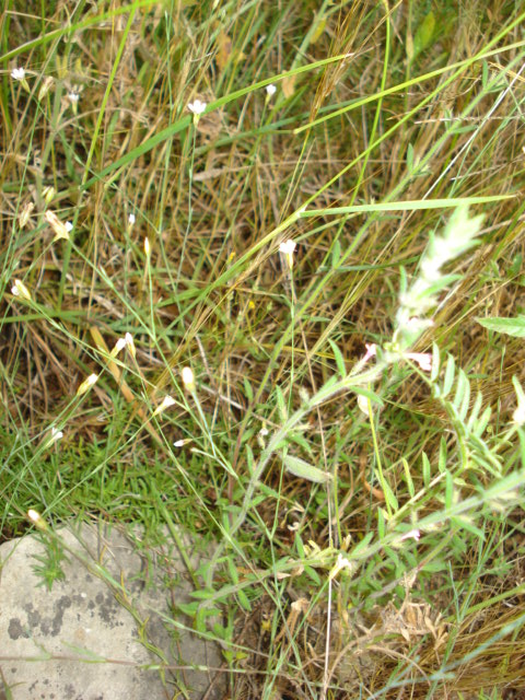 Petrorhagia saxifraga