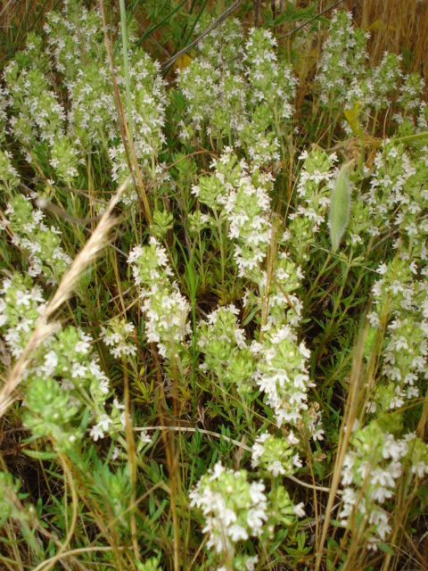 Thymus spinulosus (= Thymus zygis) / Timo spinosetto