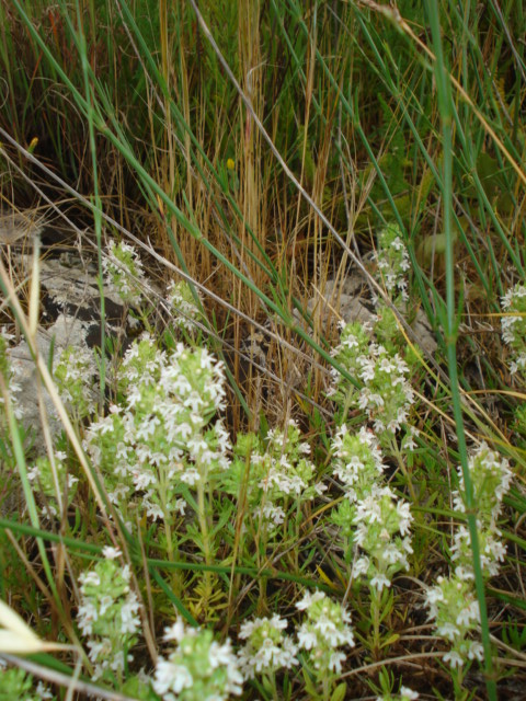 Thymus spinulosus (= Thymus zygis) / Timo spinosetto