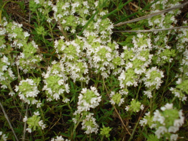 Thymus spinulosus (= Thymus zygis) / Timo spinosetto