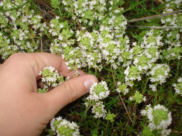 Thymus spinulosus (= Thymus zygis) / Timo spinosetto