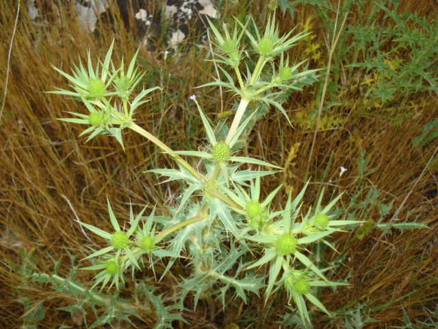 Eryngium campestre