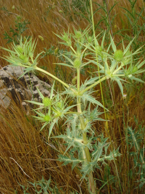 Eryngium campestre