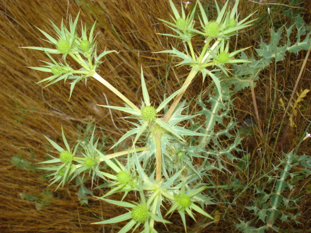 Eryngium campestre