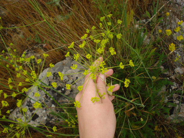 Thapsia asclepium (=Elaeoselinum asclepium) / Eleoselino