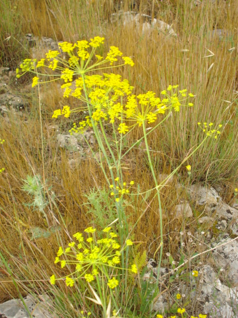 Thapsia asclepium (=Elaeoselinum asclepium) / Eleoselino