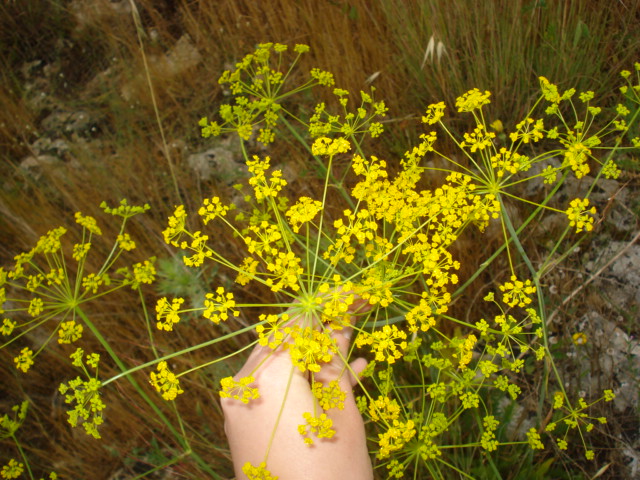 Thapsia asclepium (=Elaeoselinum asclepium) / Eleoselino