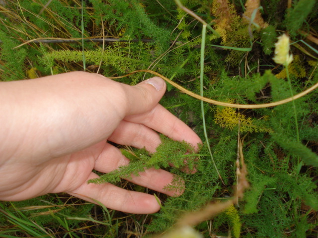 Thapsia asclepium (=Elaeoselinum asclepium) / Eleoselino