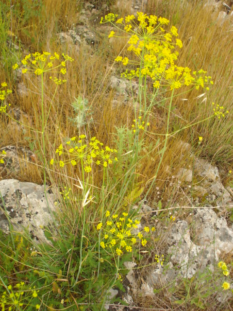 Thapsia asclepium (=Elaeoselinum asclepium) / Eleoselino