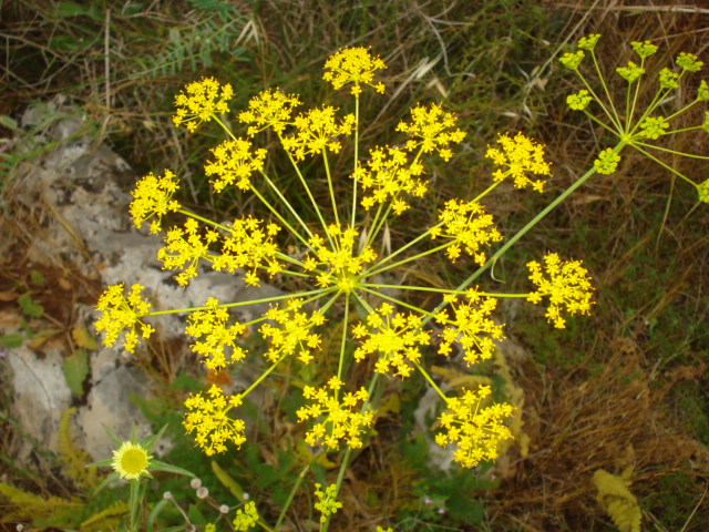 Thapsia asclepium (=Elaeoselinum asclepium) / Eleoselino