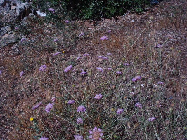 Fiorellini rosa - Sixalix atropurpurea
