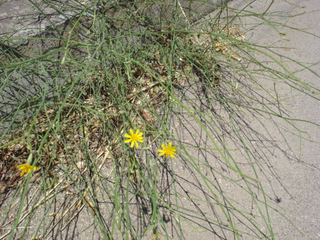 Chondrilla juncea