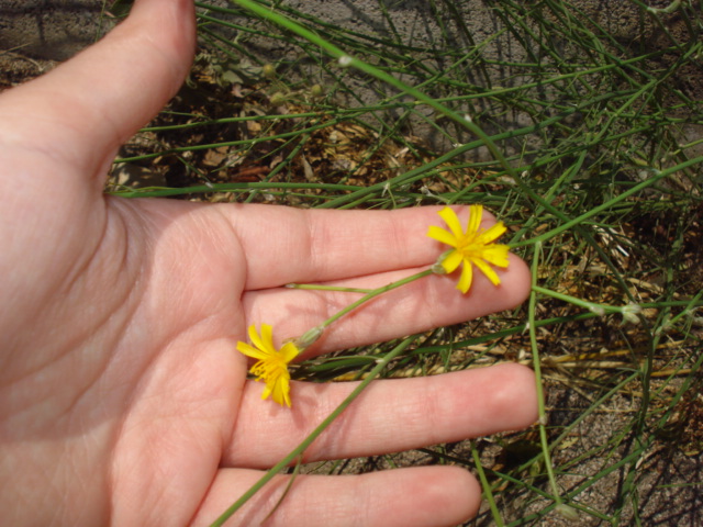 Chondrilla juncea