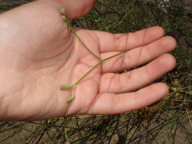 Chondrilla juncea