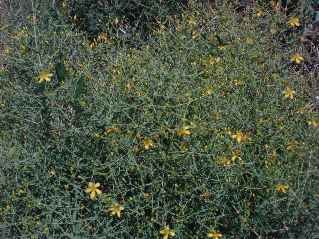 Hypericum triquetrifolium