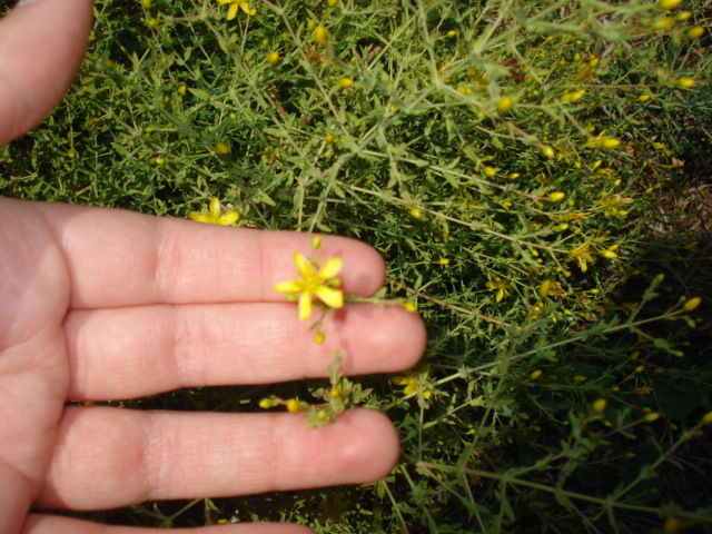 Hypericum triquetrifolium