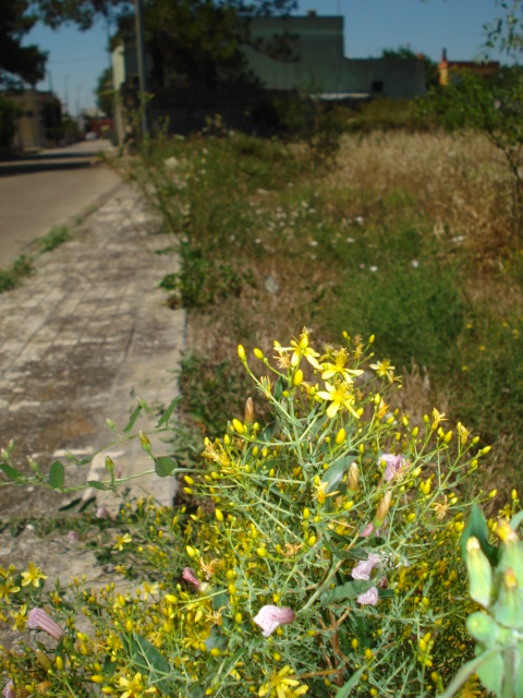 Hypericum triquetrifolium