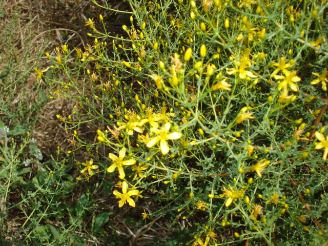 Hypericum triquetrifolium