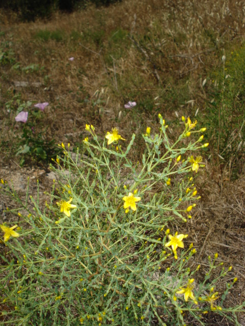 Hypericum triquetrifolium