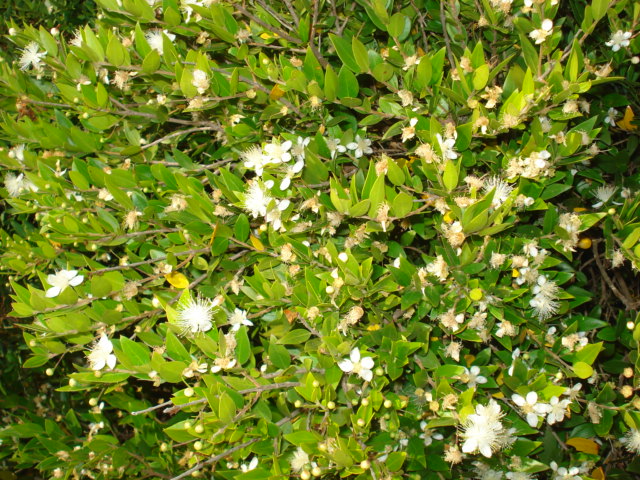 Myrtus communis