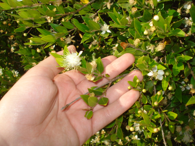 Myrtus communis