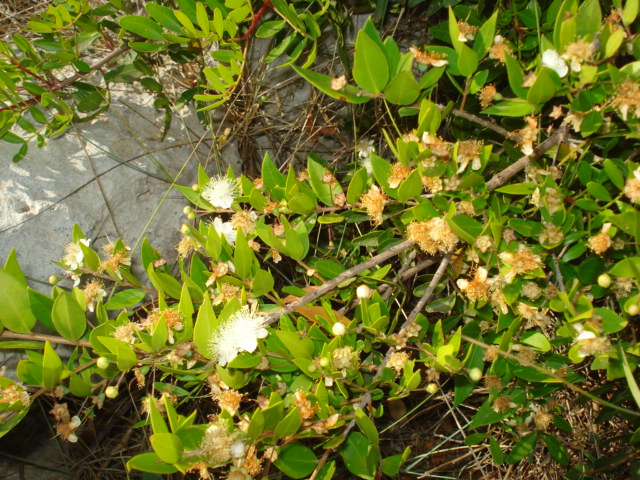 Myrtus communis