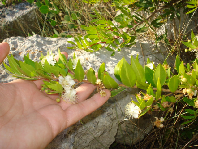 Myrtus communis