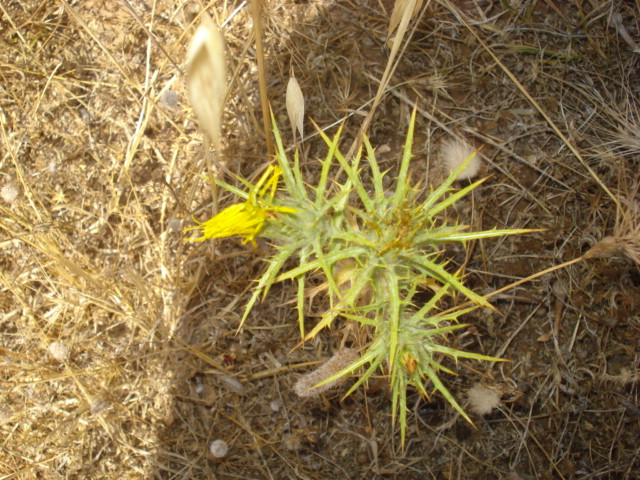 Piantina spinosa - Carthamus lanatus