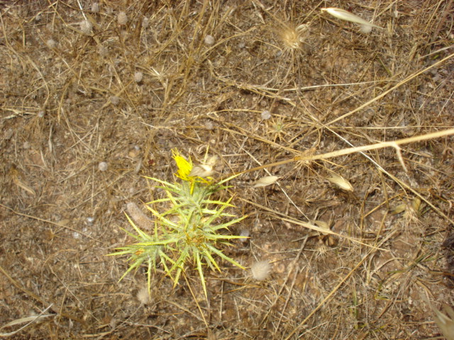 Piantina spinosa - Carthamus lanatus