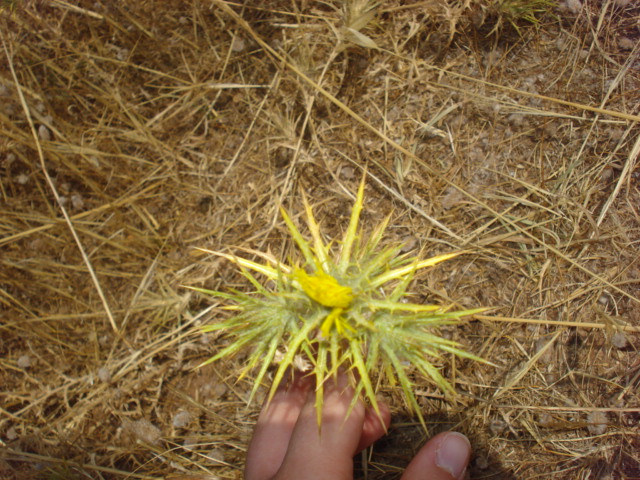 Piantina spinosa - Carthamus lanatus