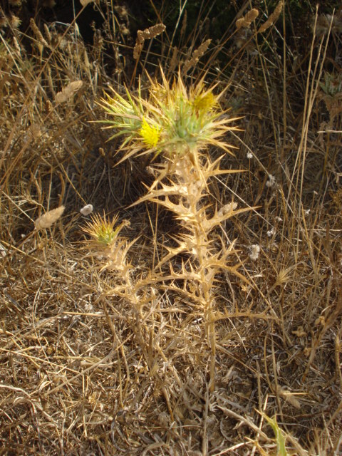 Piantina spinosa - Carthamus lanatus