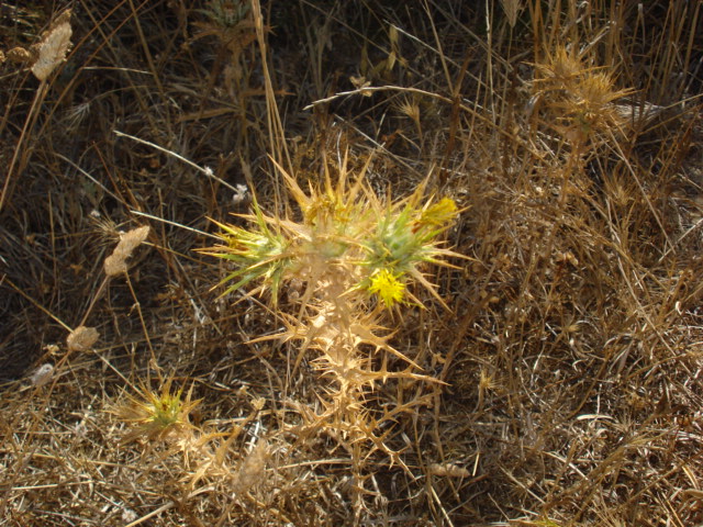 Piantina spinosa - Carthamus lanatus