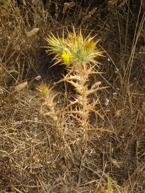 Piantina spinosa - Carthamus lanatus