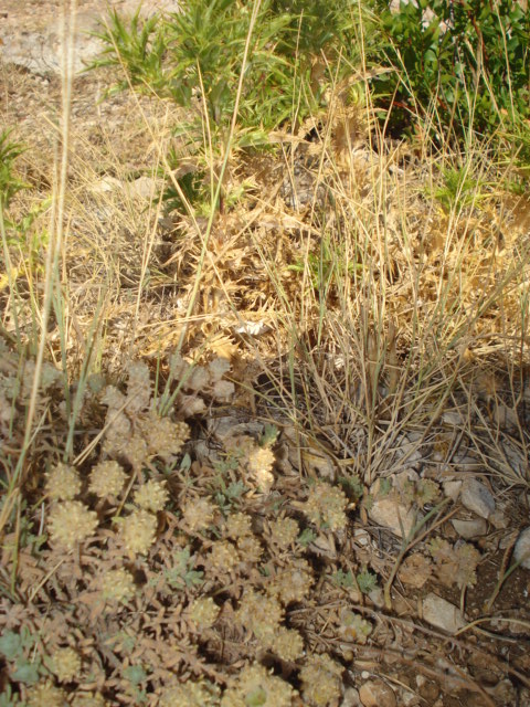 Teucrium capitatum