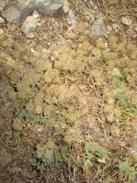 Teucrium capitatum