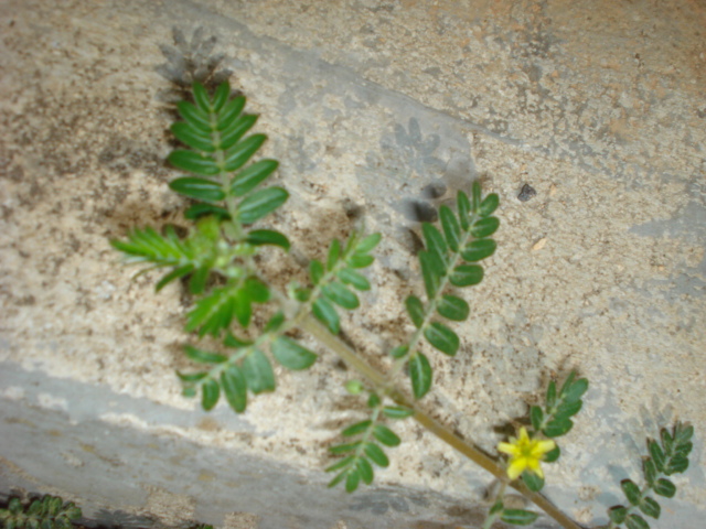 Tribulus terrestris