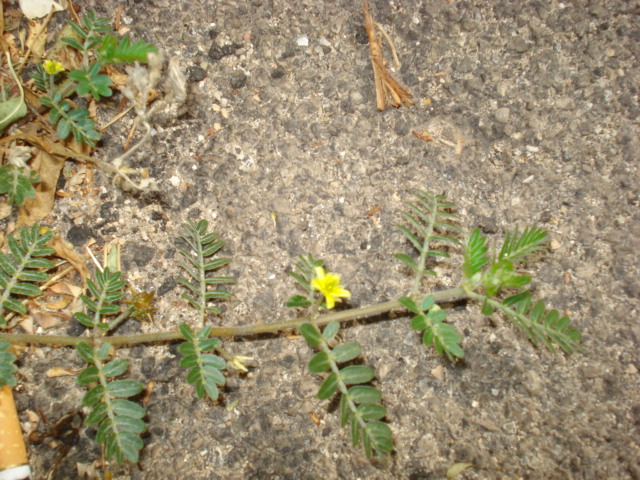 Tribulus terrestris