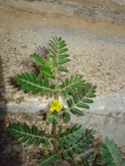 Tribulus terrestris