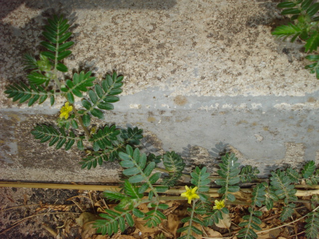 Tribulus terrestris